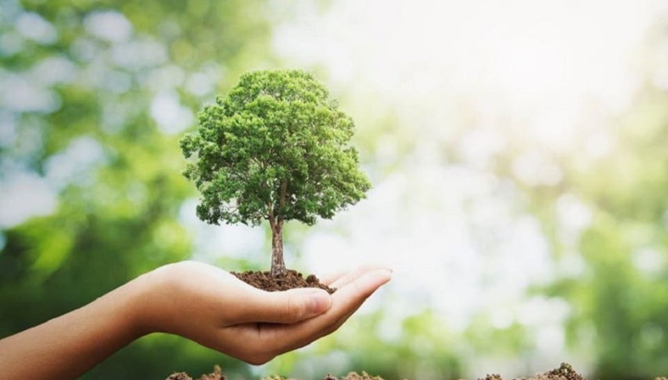 UN NACIMIENTO = UN ÁRBOL