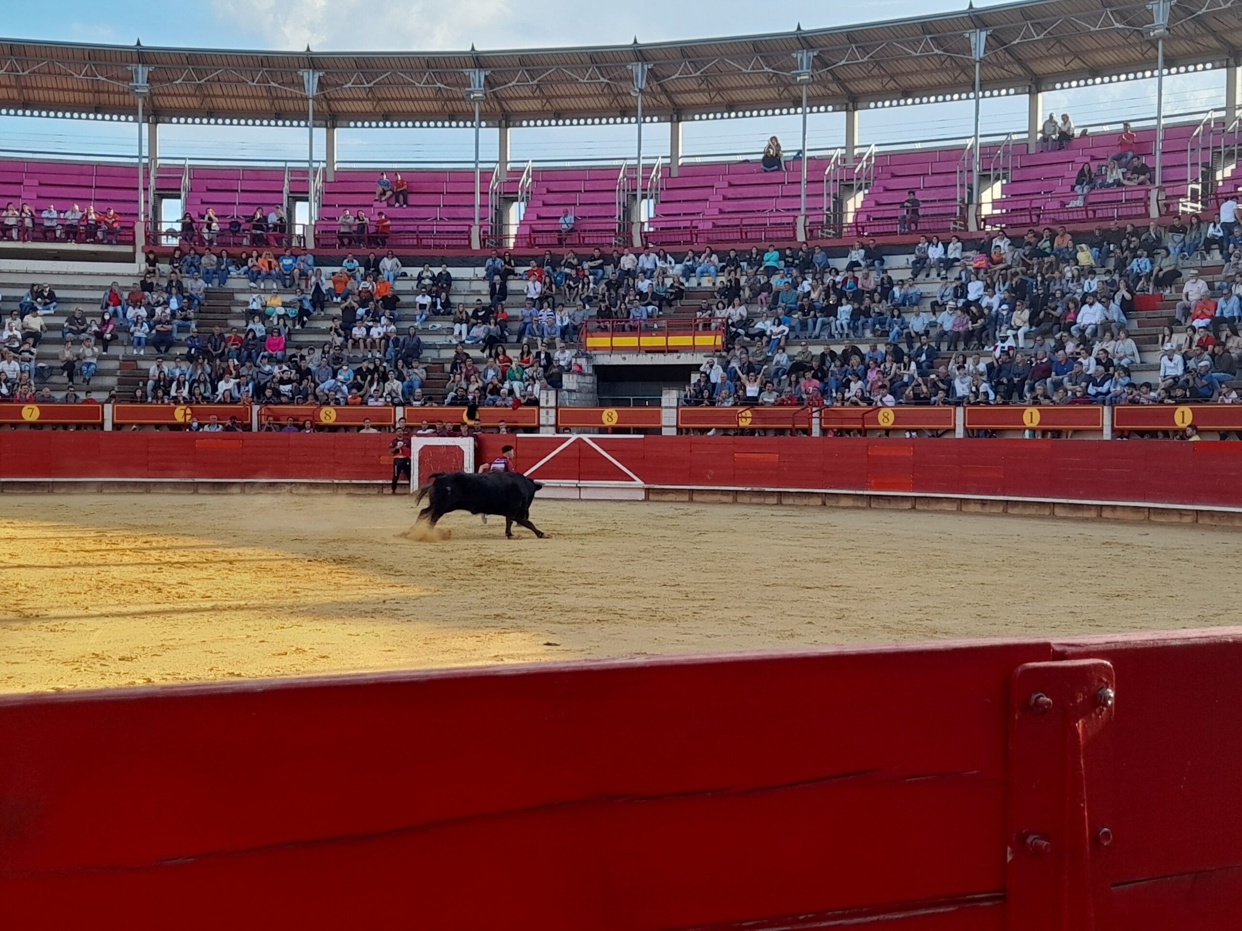 Concurso de Cortes San Pedro Regalado Laguna de Duero 2022