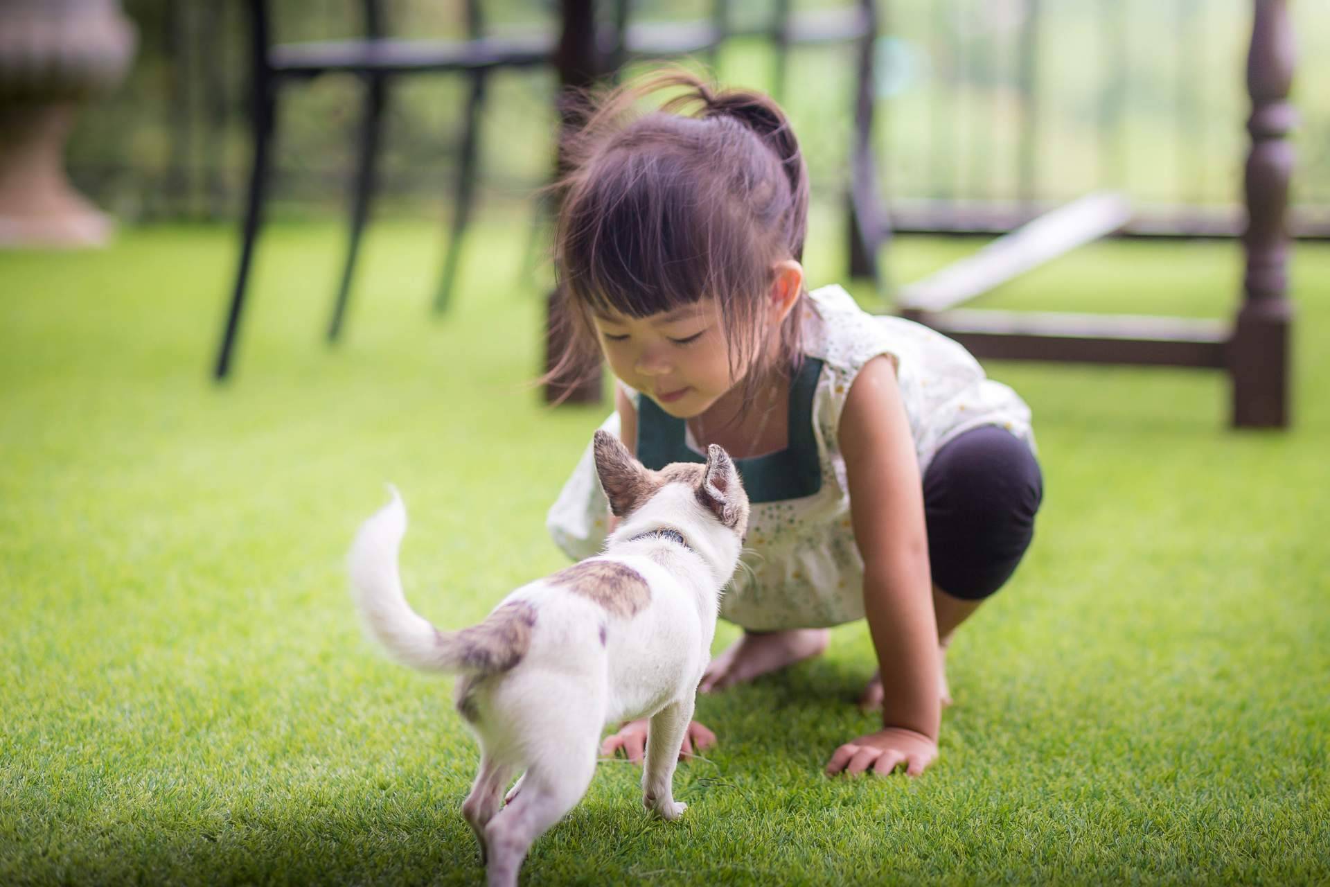 Césped artificial para mascotas, de la mano de Real Grass