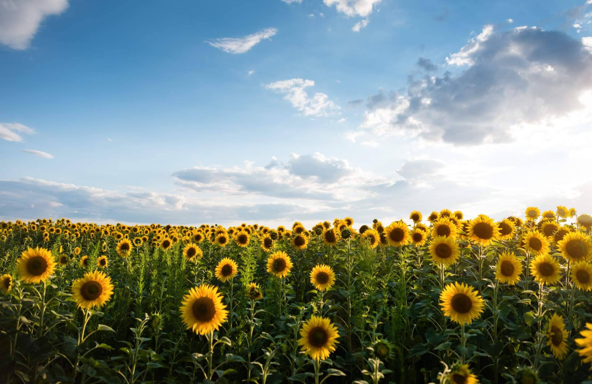 Sumergirse en la naturaleza con campos de girasoles en Barcelona