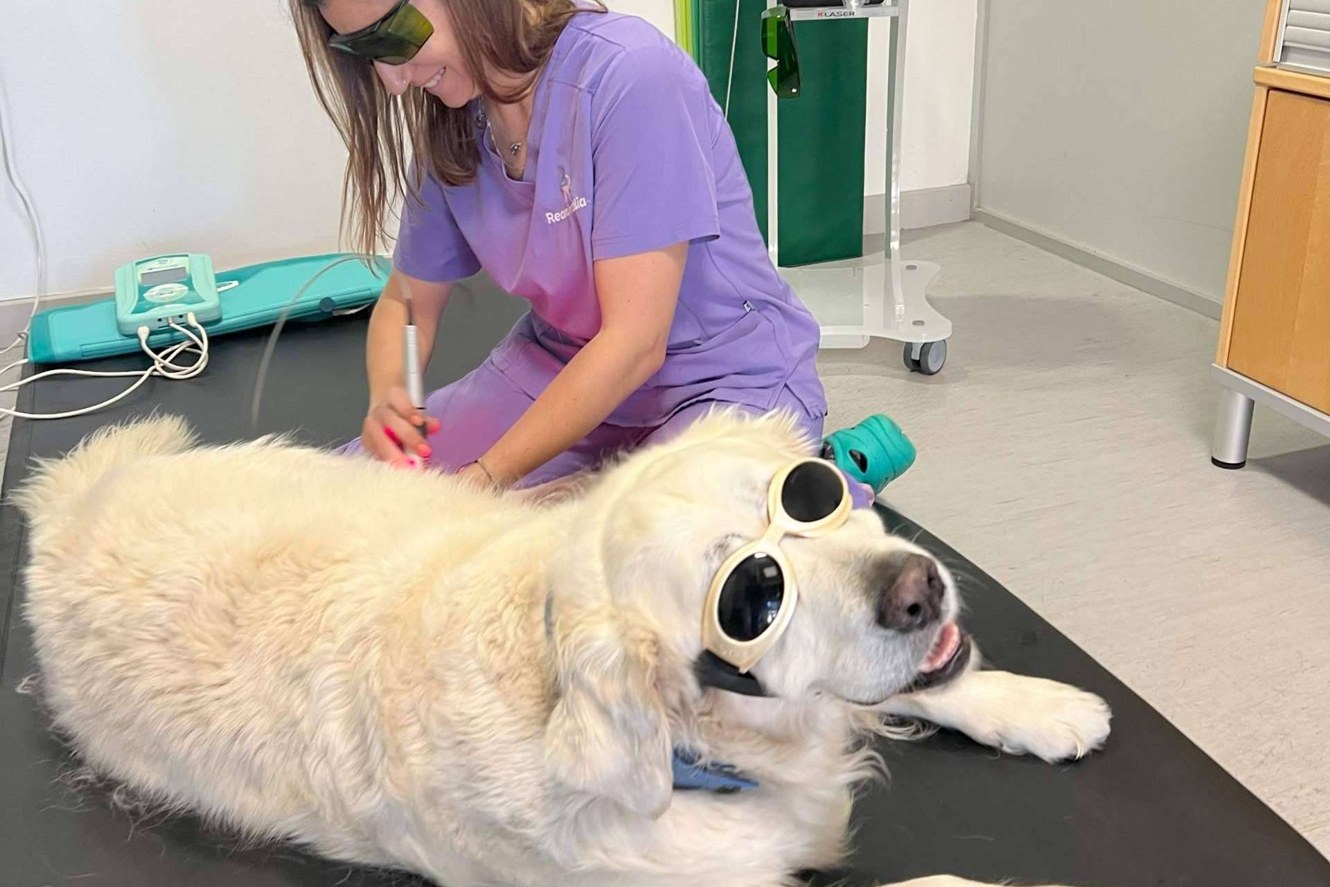 Mejorar la calidad de vida de los animales con laserterapia veterinaria en Reanimalia