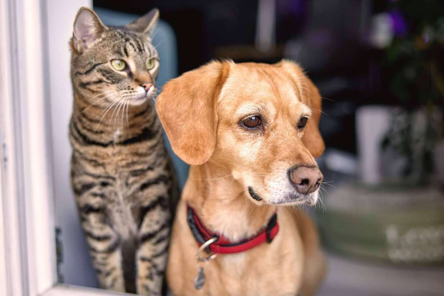 Línea Directa irrumpe en el segmento de mascotas con un seguro completo, asequible y eficaz