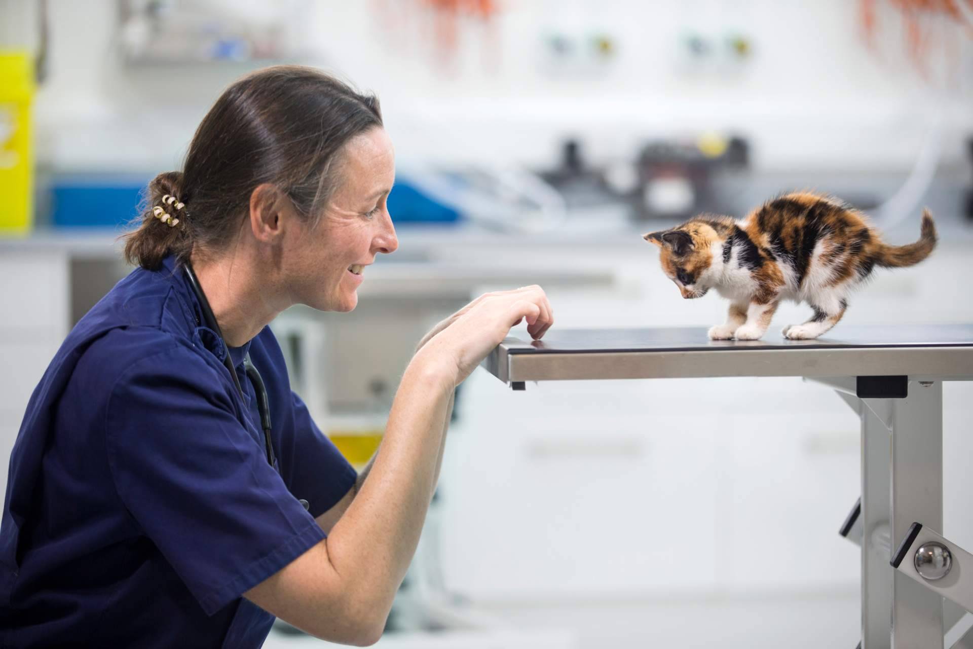 Cursos avanzados de Vetformación para el futuro profesional de veterinarios