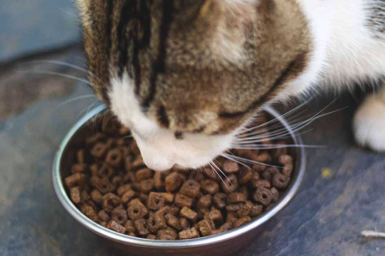 Pienso Solidario Feral, la opción nutricional para gatos ferales que contribuye a su bienestar