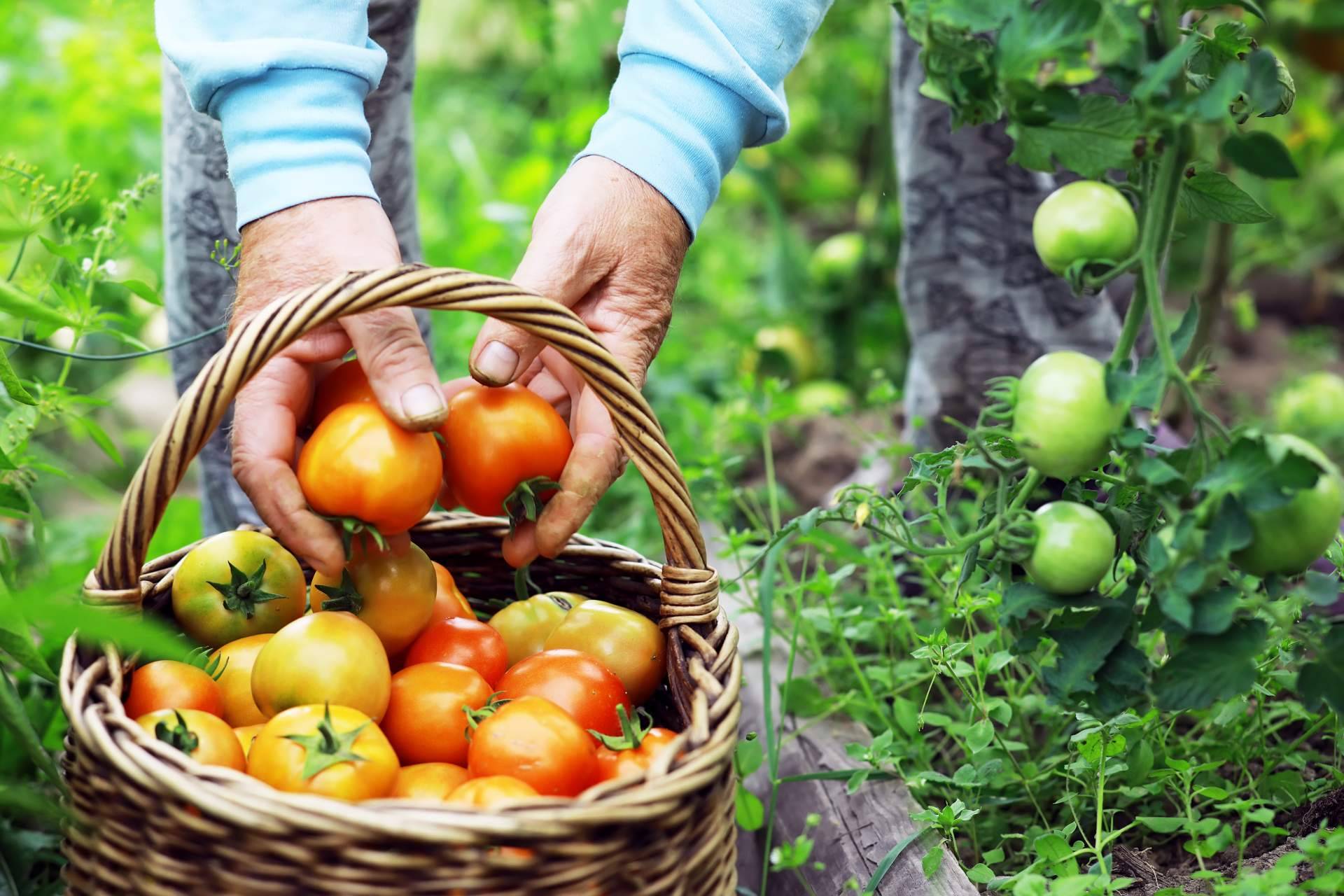 Marketplace de los agricultores, la iniciativa de JGC Market