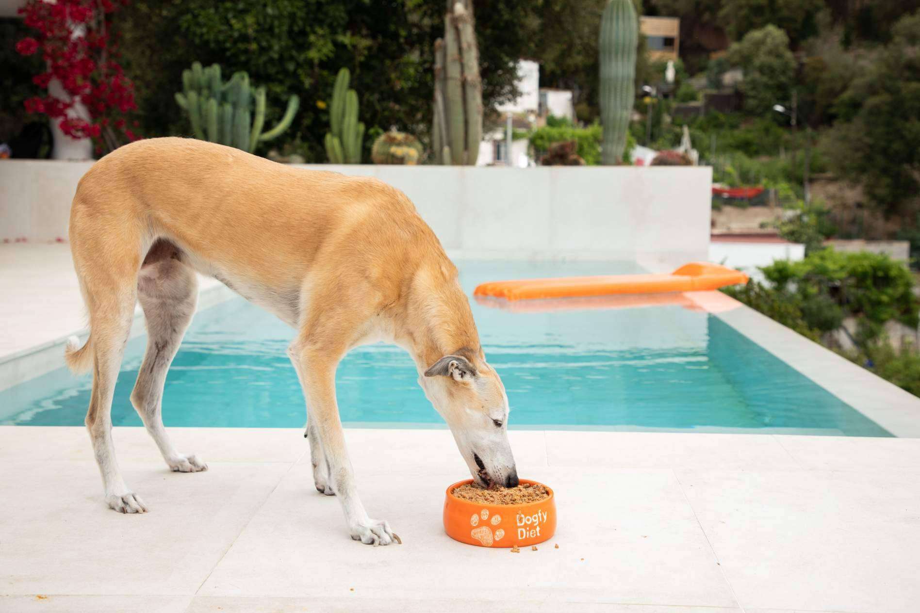 El nuevo estándar en nutrición canina, comida casera para perros a domicilio con Dogfy Diet
