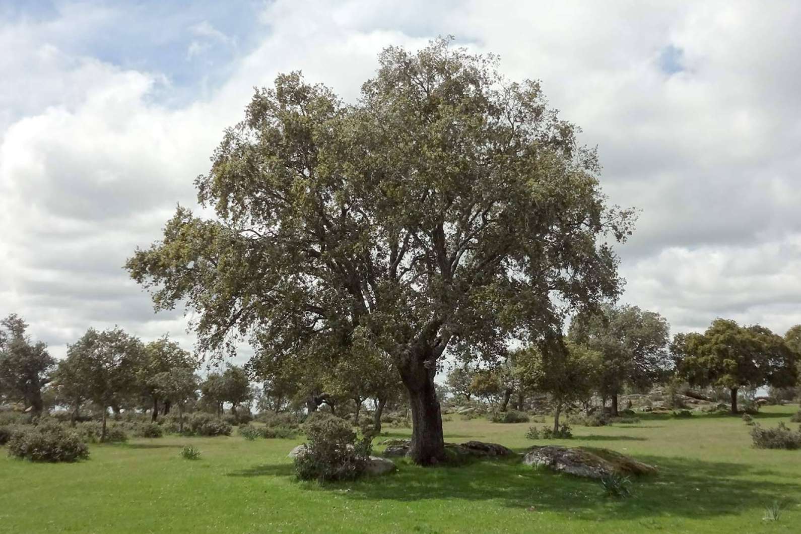 El G.O. CAPRICORNIO afronta su último año con innovaciones clave para la sostenibilidad de la dehesa