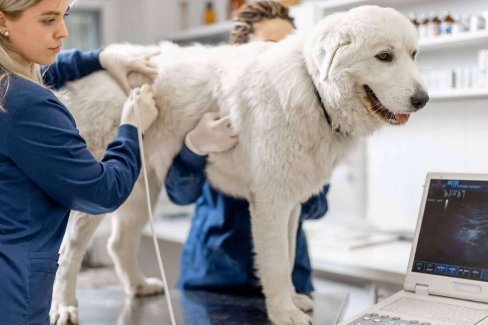 GestorVet, la Solución Idónea para una Gestión Veterinaria ajustada a la Normativa
