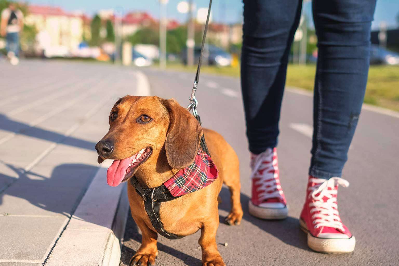 Cómo proteger a cada mascota con el seguro de Línea Directa