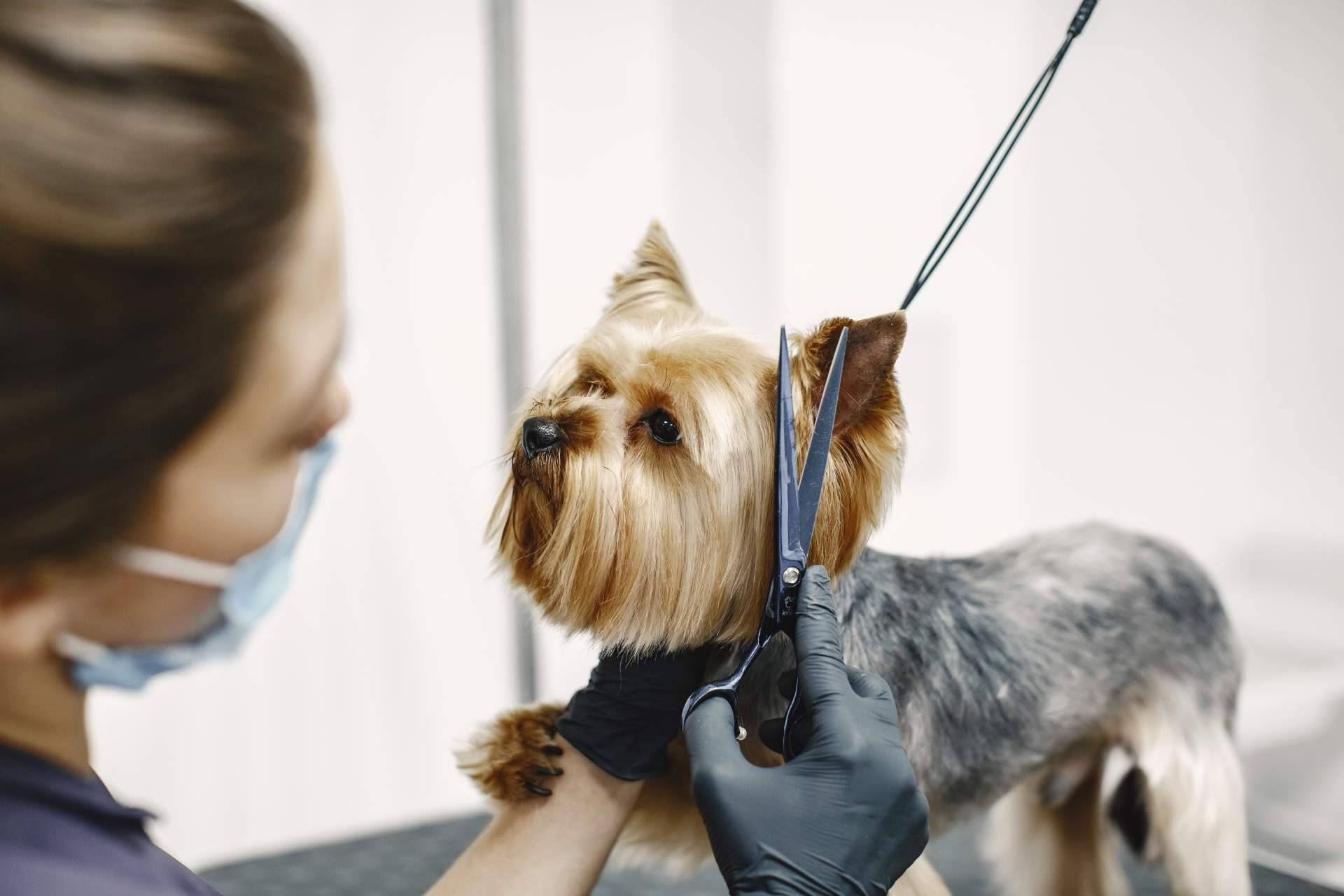 El Instituto Superior de Estudios impulsa la inserción laboral en el sector de la peluquería canina