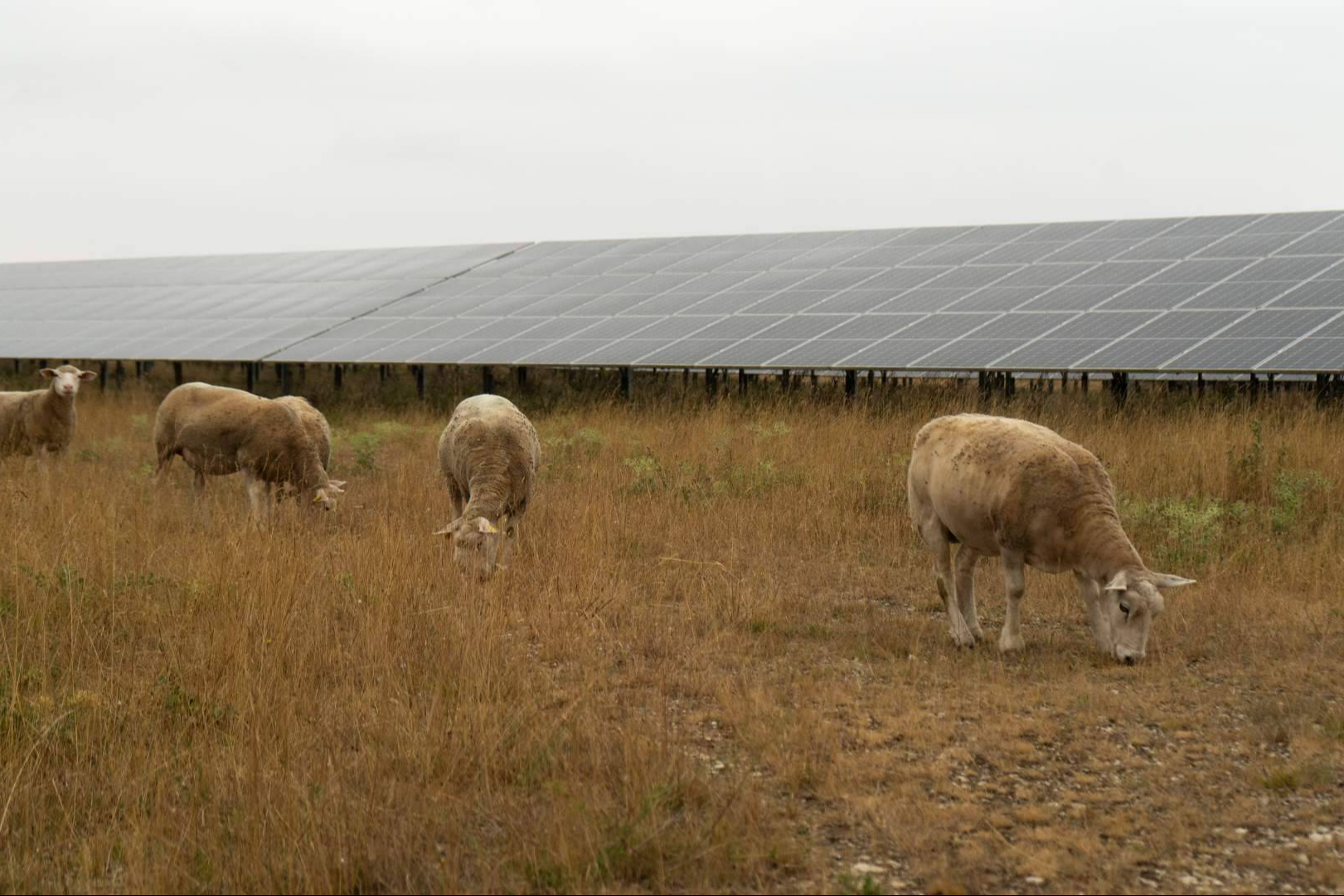 BayWa r.e. ofrece un modelo de operación y mantenimiento solar basado en eficiencia y control técnico