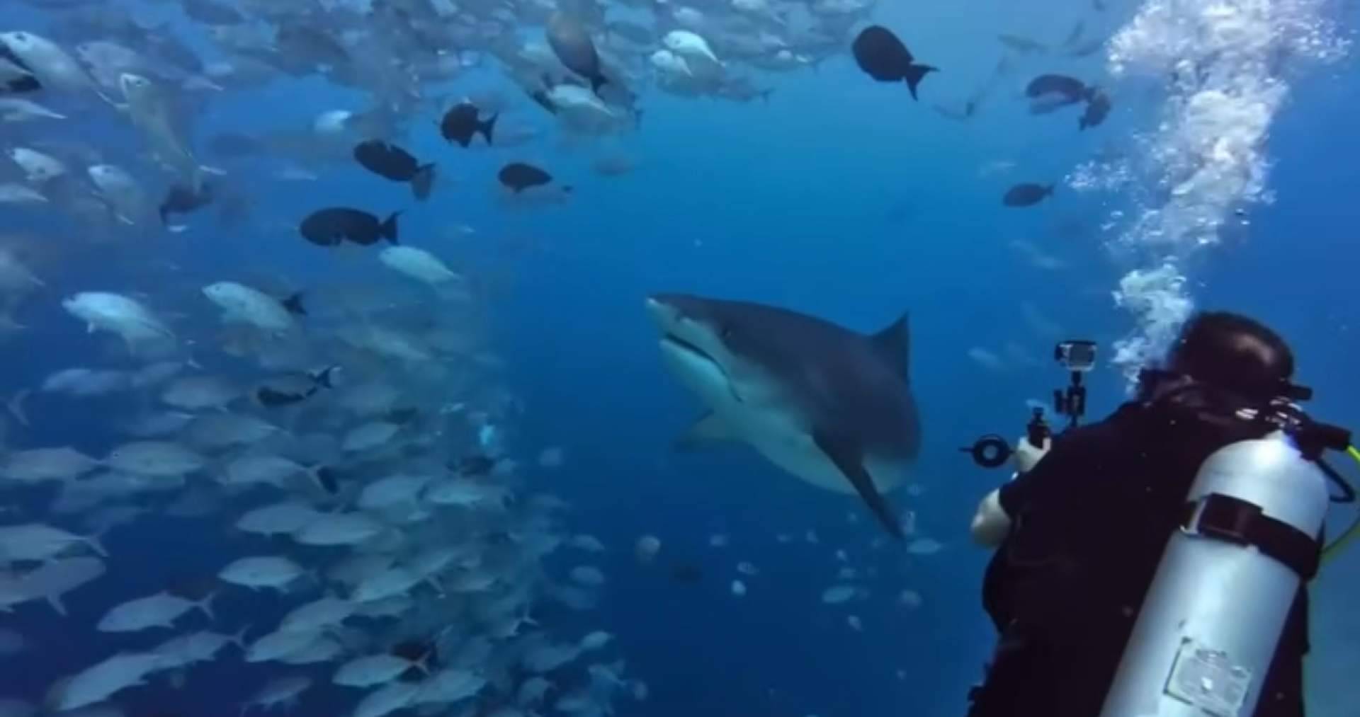 Bucear con tiburones en Maldivas con Drop Dive Maldives, la forma más segura de disfrutar